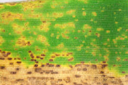 Image of Puccinia kusanoi Dietel 1899