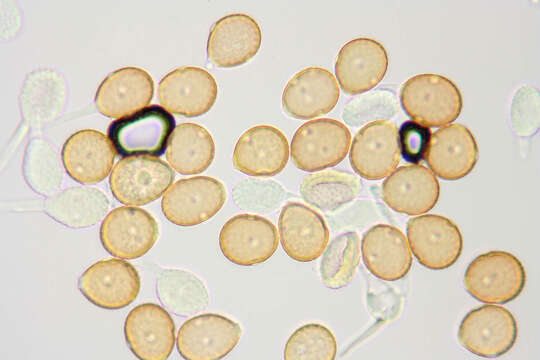 Puccinia kusanoi Dietel 1899的圖片