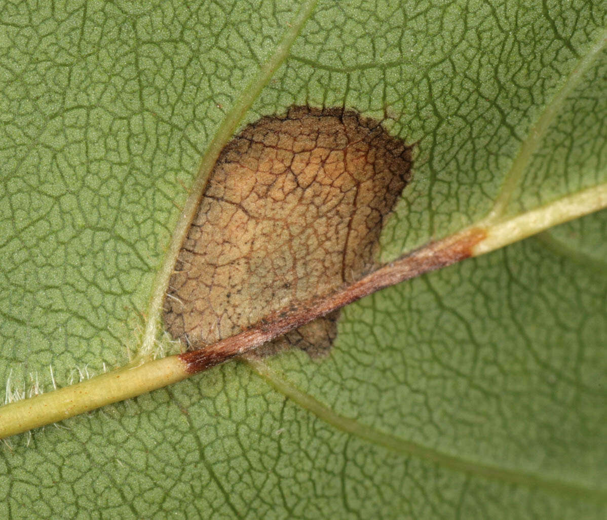 Image of Phyllosticta fraxinicola