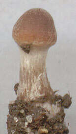 Image of Cortinarius flexipes (Pers.) Fr. 1838