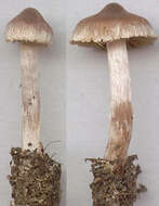 Image of Cortinarius flexipes (Pers.) Fr. 1838