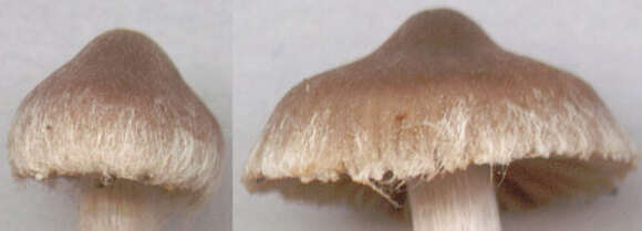 Image of Cortinarius flexipes (Pers.) Fr. 1838