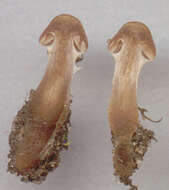 Image of Cortinarius flexipes (Pers.) Fr. 1838