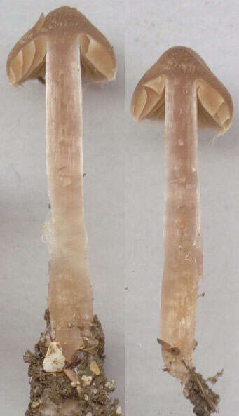 Image of Cortinarius flexipes (Pers.) Fr. 1838