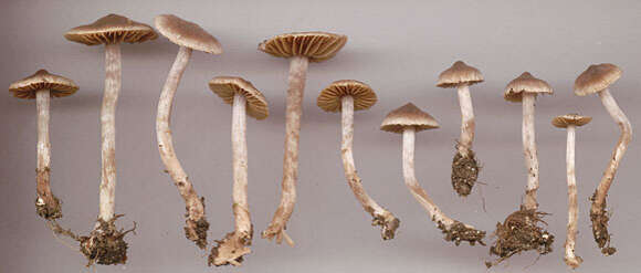 Image of Cortinarius flexipes (Pers.) Fr. 1838