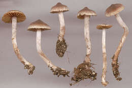 Image of Cortinarius flexipes (Pers.) Fr. 1838