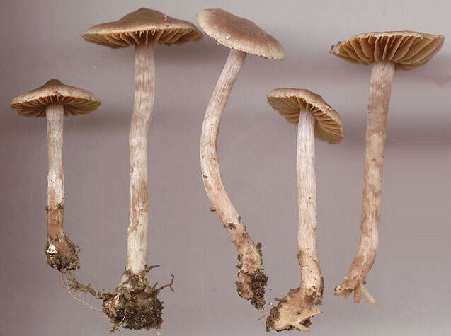 Image of Cortinarius flexipes (Pers.) Fr. 1838