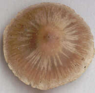 Image of Cortinarius flexipes (Pers.) Fr. 1838