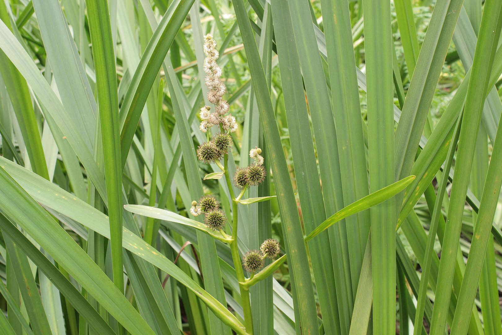 Image of Branched Bur-reed