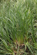 Image of Branched Bur-reed