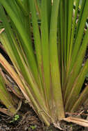 Image of Branched Bur-reed