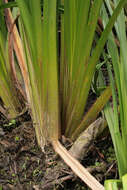 Image of Branched Bur-reed