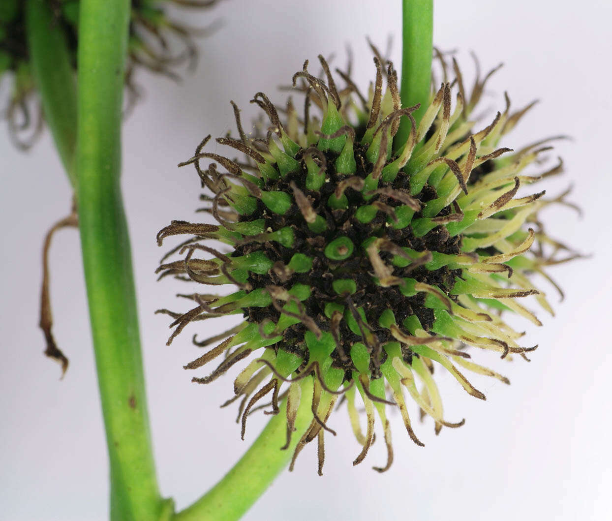 Image of Branched Bur-reed