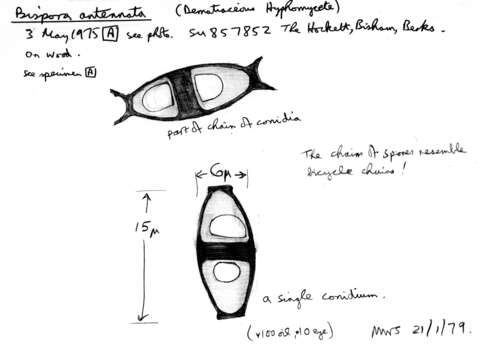 Bispora antennata (Pers.) E. W. Mason 1953 resmi
