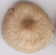 Image of Cortinarius flexipes (Pers.) Fr. 1838