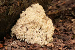 Image of Coral tooth