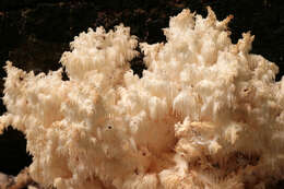 Sivun koralliorakas kuva