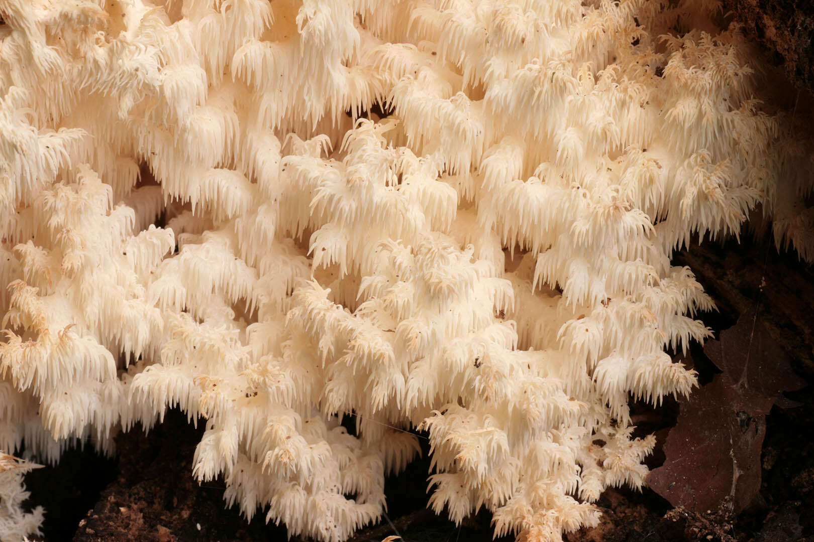 Hericium coralloides (Scop.) Pers. 1794 resmi