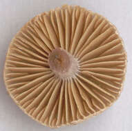 Image of Cortinarius flexipes (Pers.) Fr. 1838