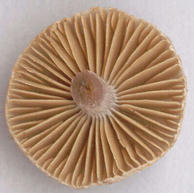 Image of Cortinarius flexipes (Pers.) Fr. 1838