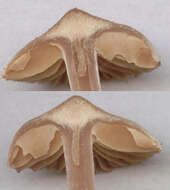 Image of Cortinarius flexipes (Pers.) Fr. 1838