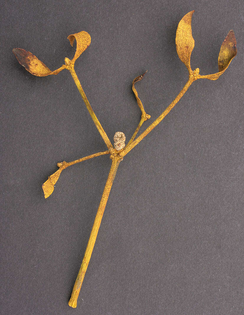 Image of Phaeobotryosphaeria