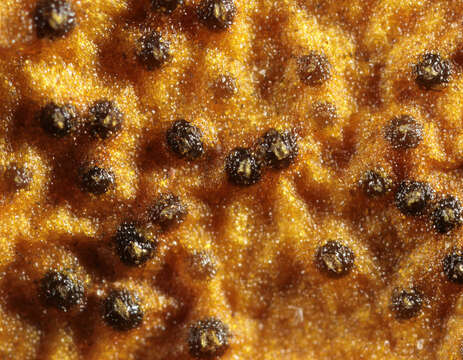 Слика од Phaeobotryosphaeria