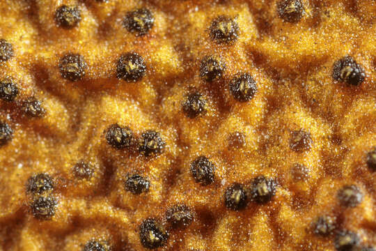 Слика од Phaeobotryosphaeria