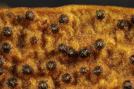 Слика од Phaeobotryosphaeria