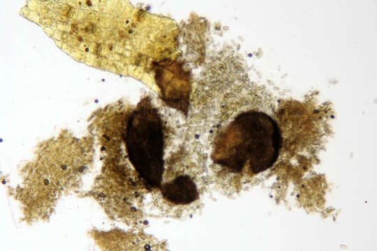 Слика од Phaeobotryosphaeria