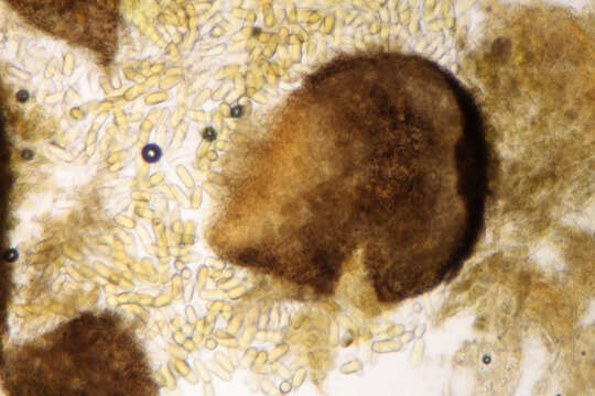 Слика од Phaeobotryosphaeria