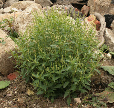 Image of Mercurialis annua subsp. annua