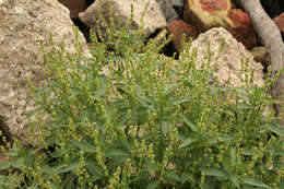Image of Mercurialis annua subsp. annua