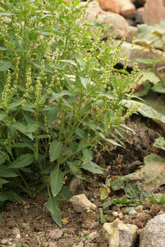 Image of Mercurialis annua subsp. annua