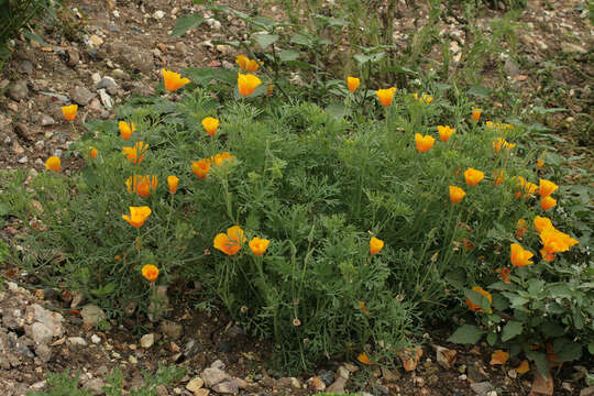 Image of California poppy