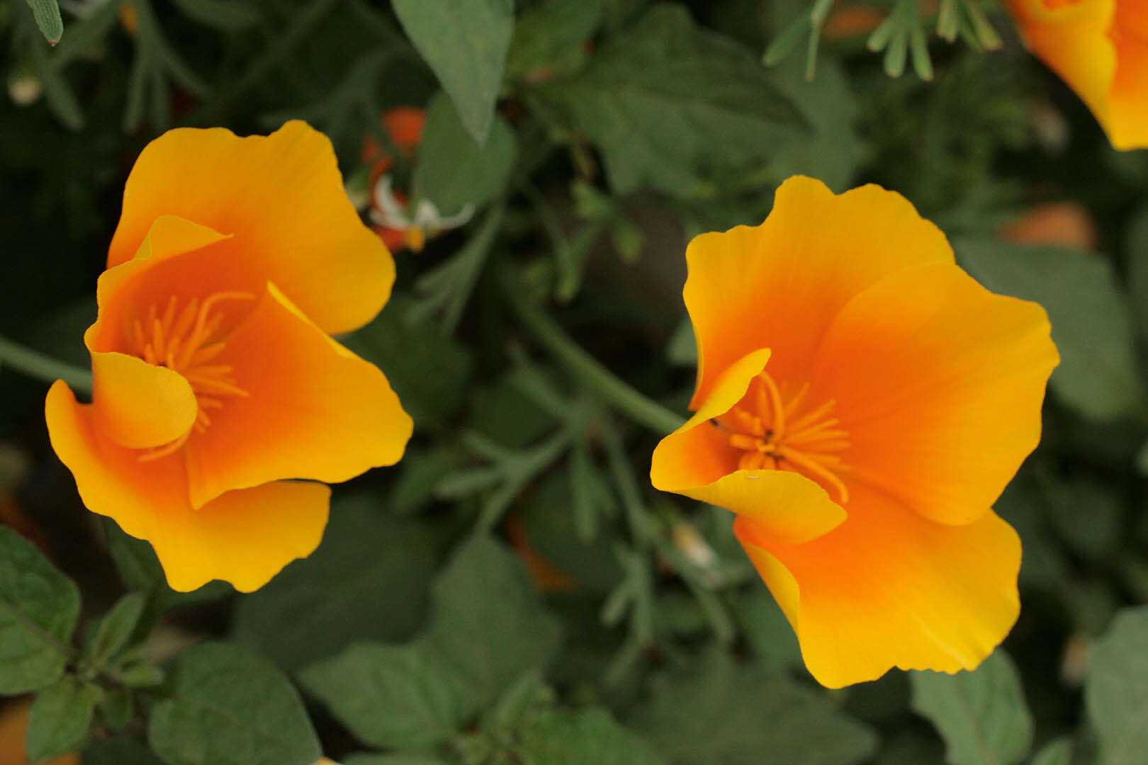 Image of California poppy