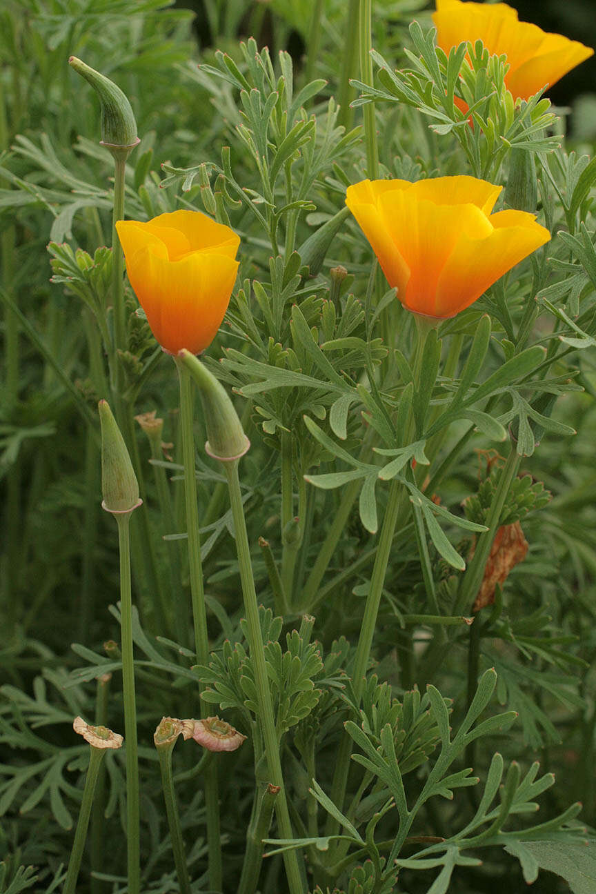 Image of California poppy