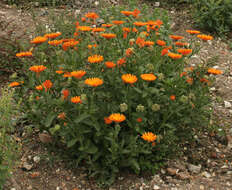 Image of pot marigold