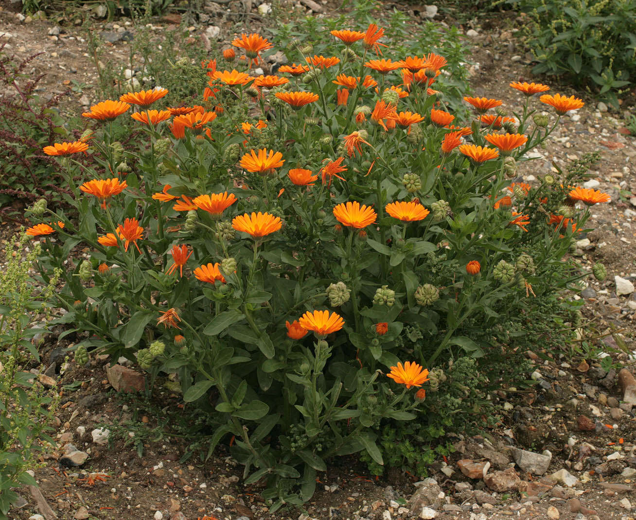 Image of pot marigold