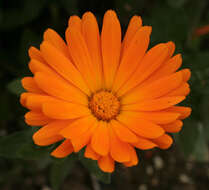 Image of pot marigold