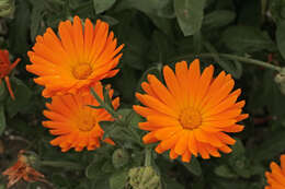 Image of pot marigold