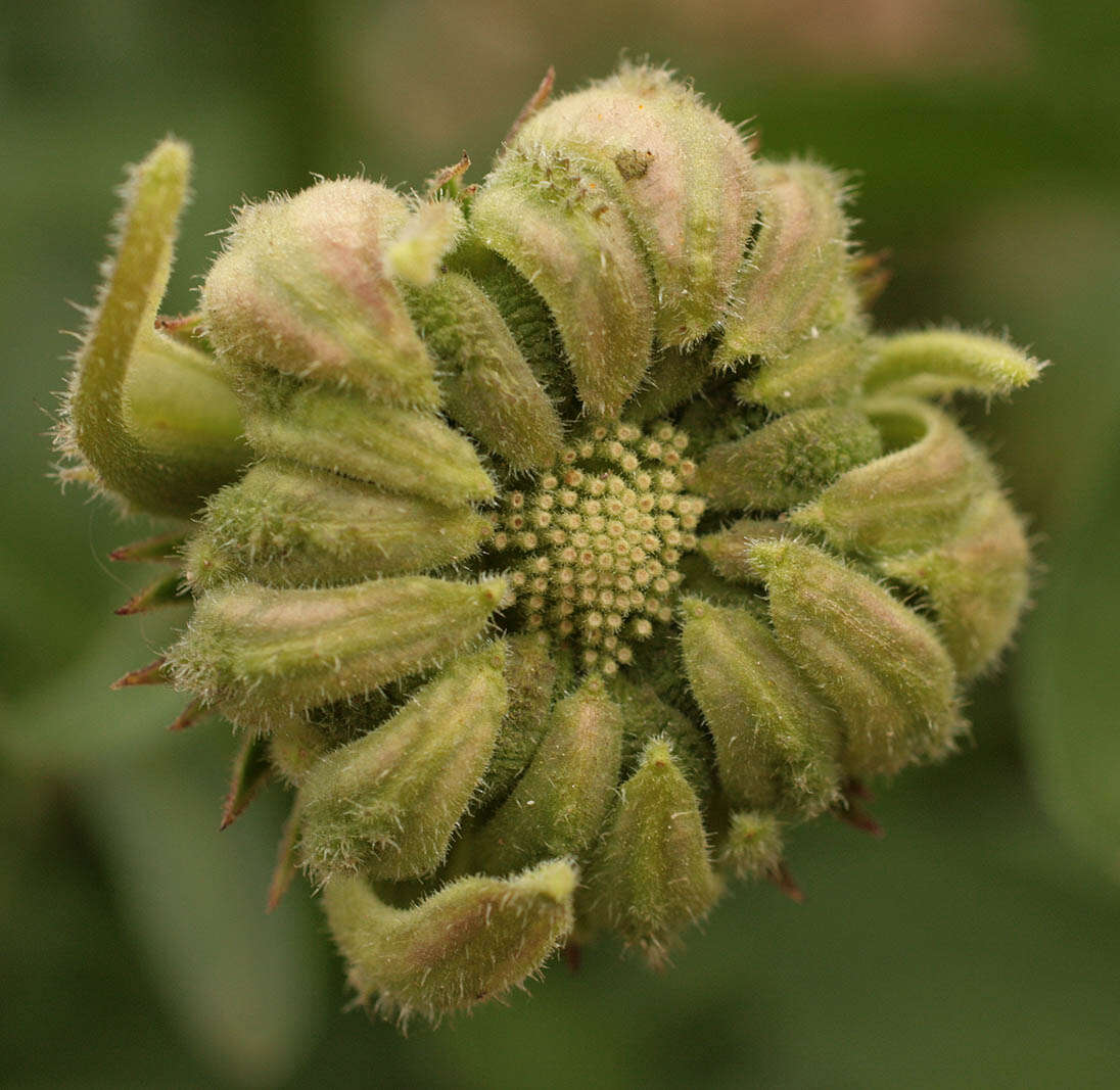 Image of pot marigold