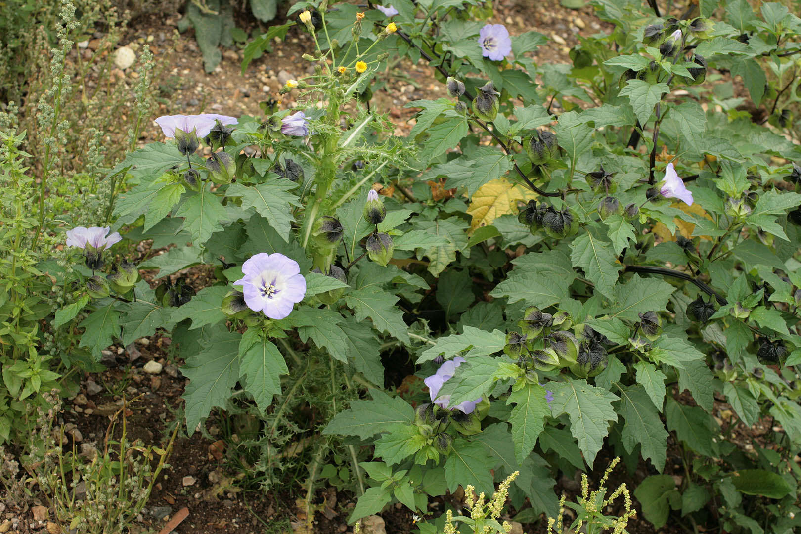 Image of nicandra