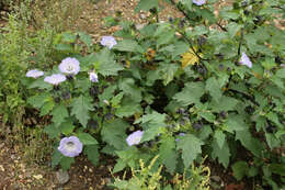 Image of nicandra