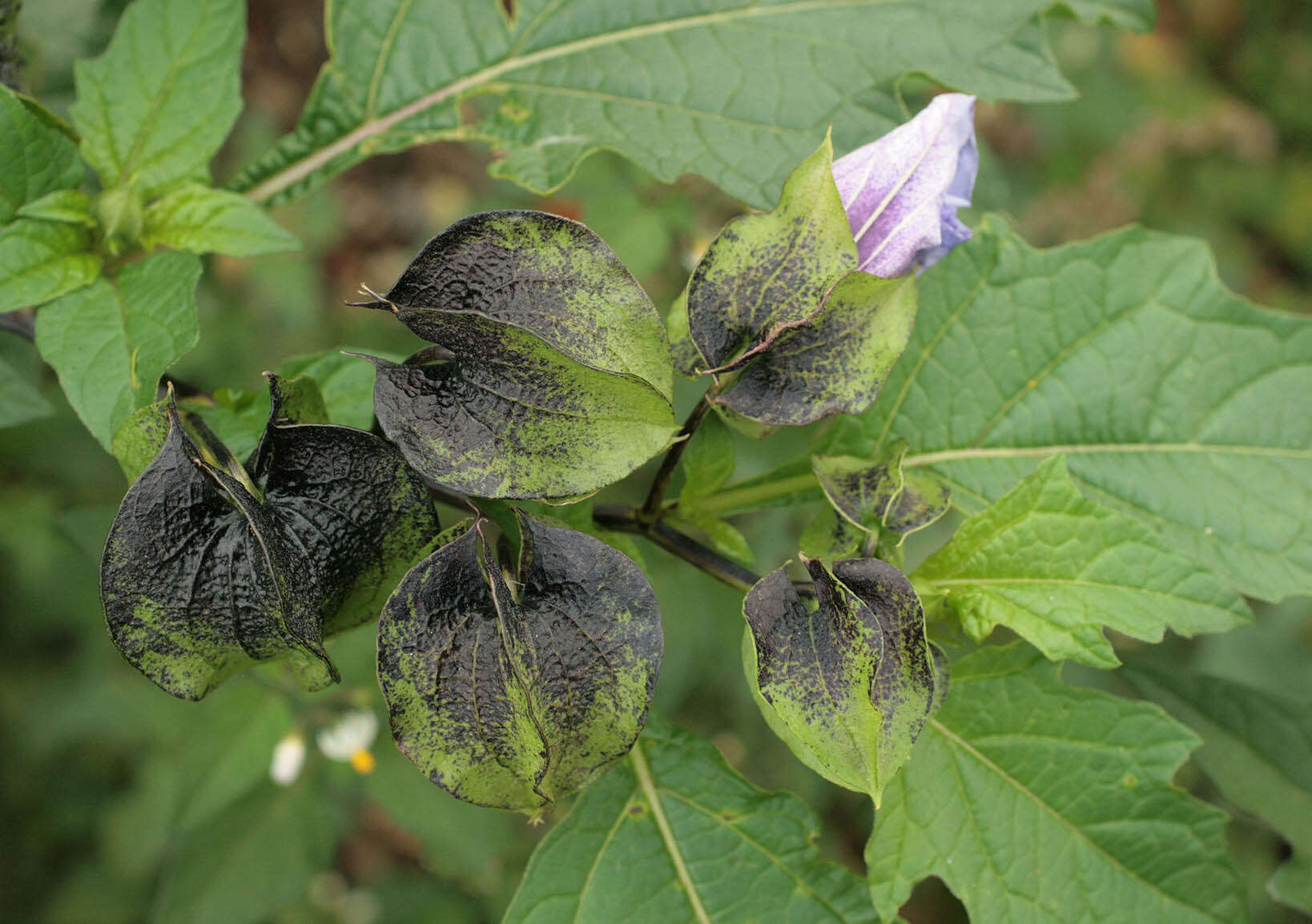 Image of nicandra