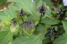 Image of nicandra