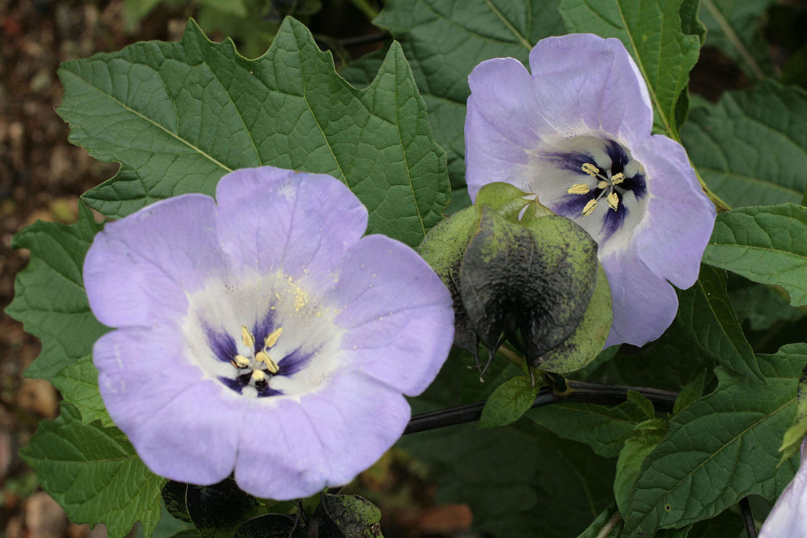 Image of nicandra