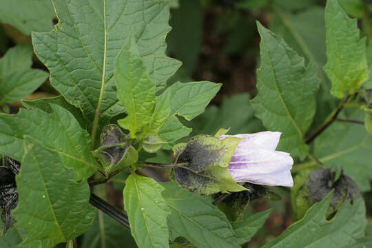 Image of nicandra