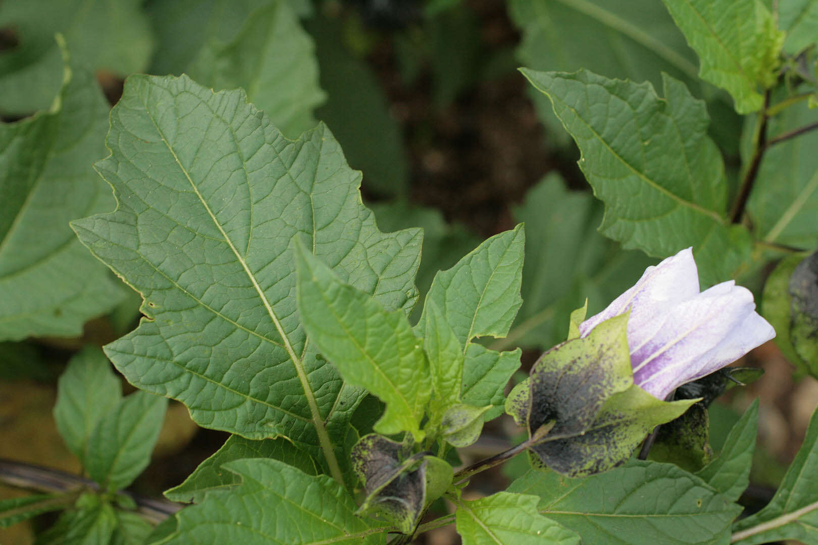 Image of nicandra