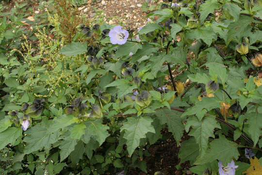 Image of nicandra